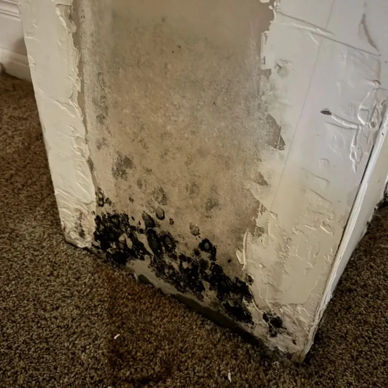 Professional Mold Removal in Milford, NH